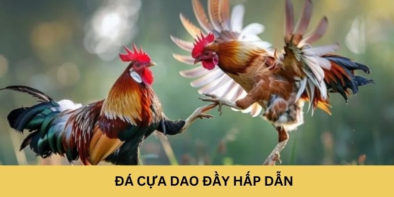 Đá cựa dao đầy hấp dẫn