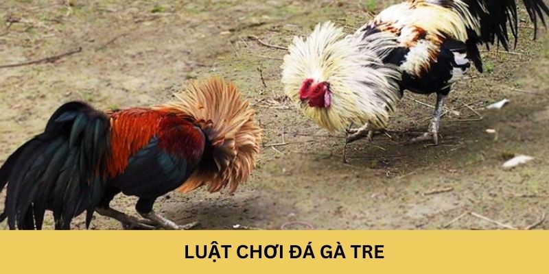 Luật chơi đá gà tre